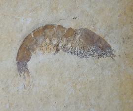 Franconipenaeus meyeri OPPEL 1862 - Bild © FossNet FossilienStore